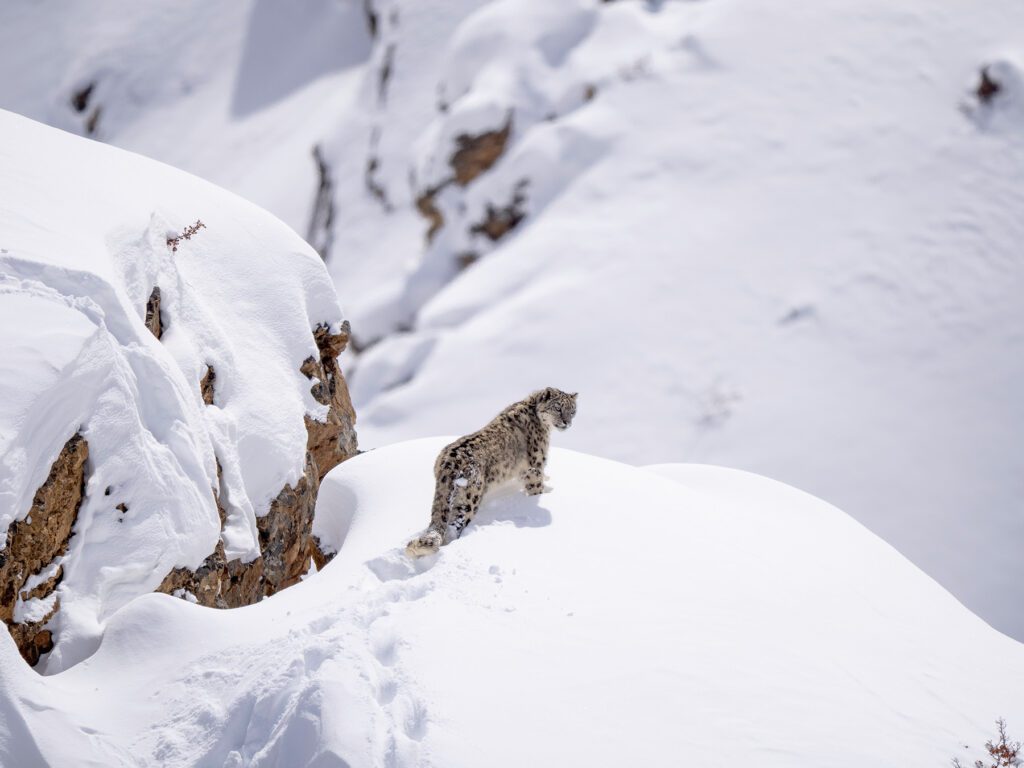 snow leopard on a snowy, rocky cliff