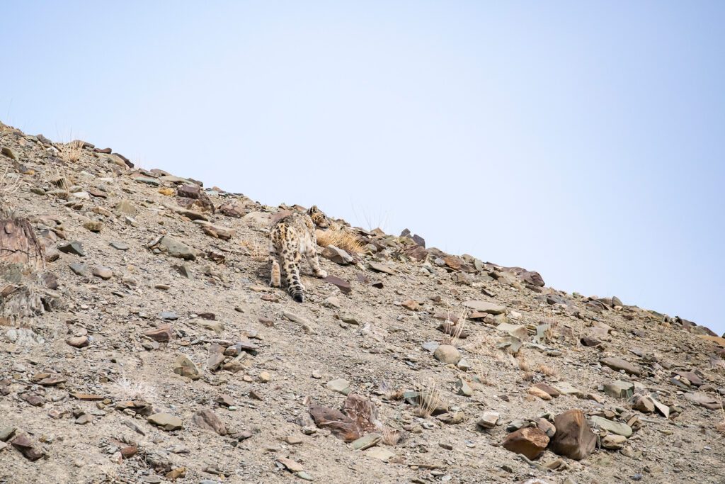 Snow leopard hiding in plain site amongst a rocky hill