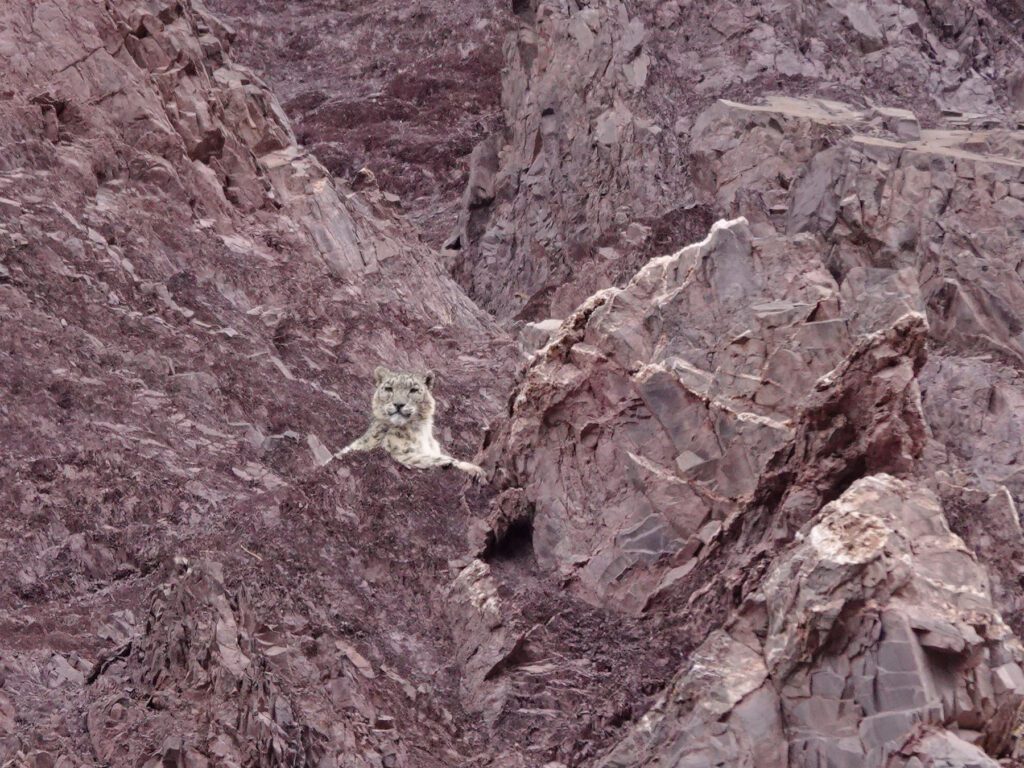 Snow leopard hiding in a rocky cliffface