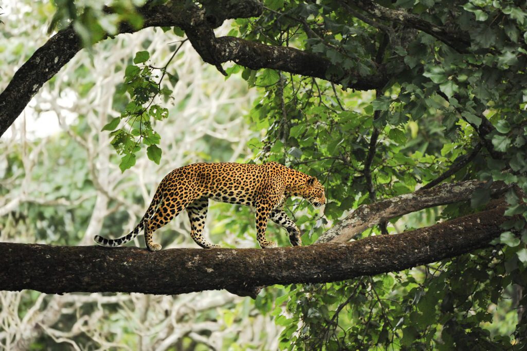 Leopard walking down a tree branch