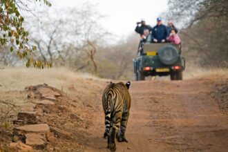 Young male Bengal tiger walking towards a tourist-laden jeep.