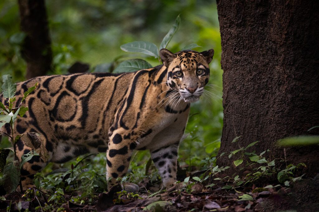 Clouded leopard in the forest