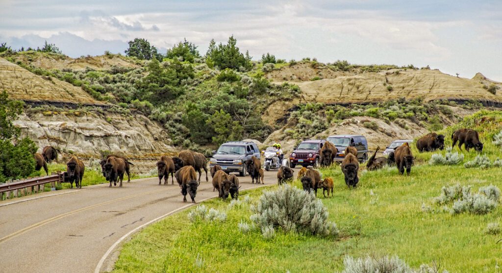 Bison herd crosses the road in Theodore Roosevelt National Park.