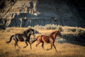 Wild horses running through Theodore Roosevelt National Park