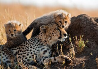 Cheetah with cubs climbing over them