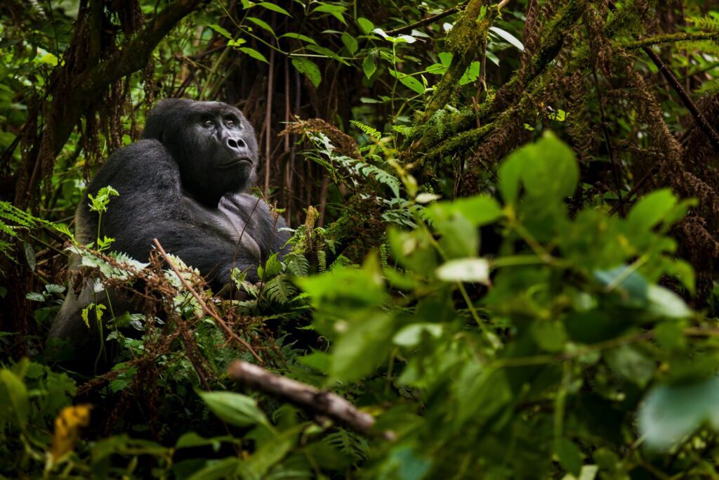 Mountain gorilla in greenery