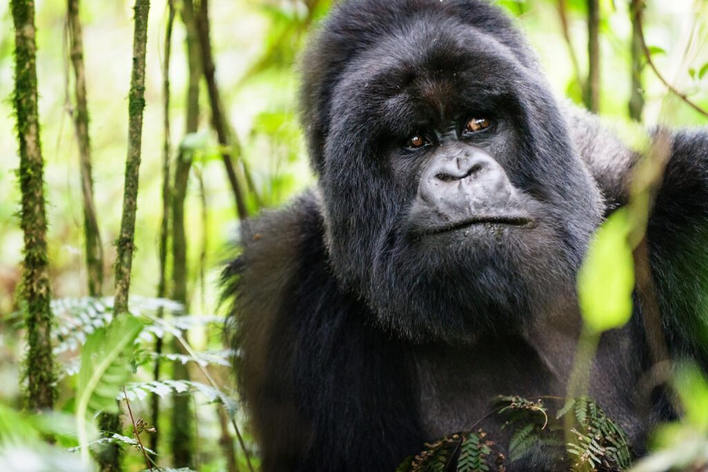 Mountain gorilla