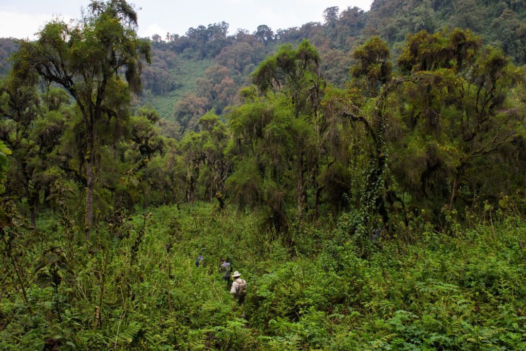 people trekking in a forest
