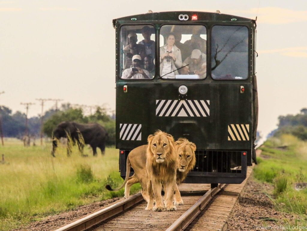 Ride the Elephant Express in Hwange National Park