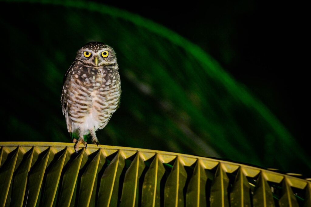 Burrowing Owl