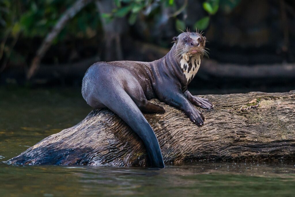 Giant otter standing log peruvian Amazonian jungle Madre de Dios