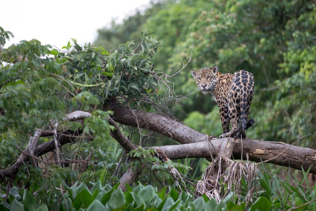His Majesty the Painted Onca