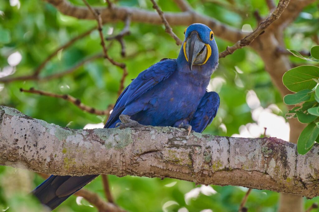 Hyacinth macaw