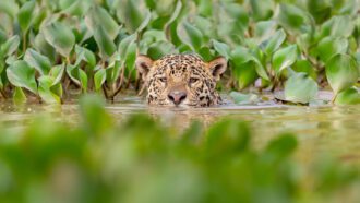 Jaguar swimming in the water