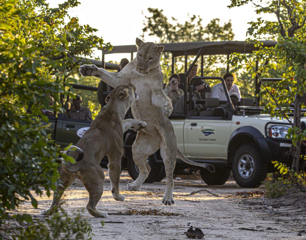 Game Drives in the Zambezi National Park