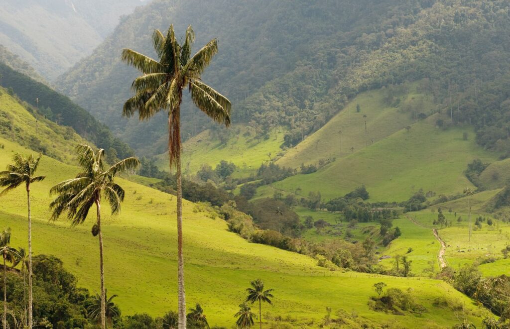 Cocora Valley - Tall palm trees in a green mountainous are