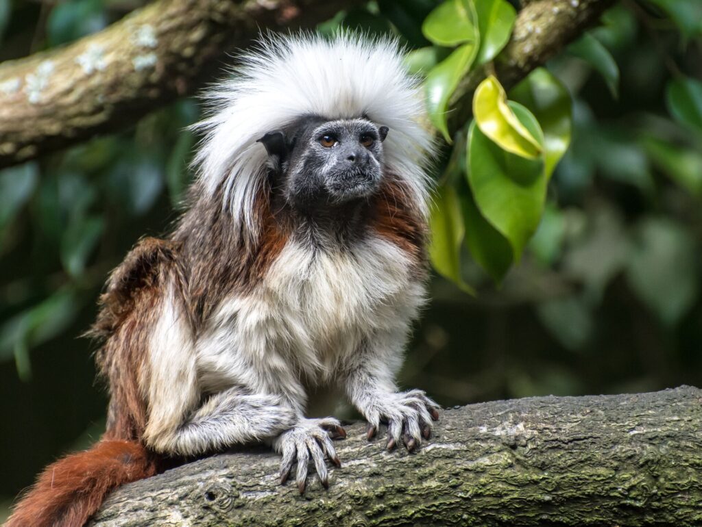 Cotton Top Tamarin