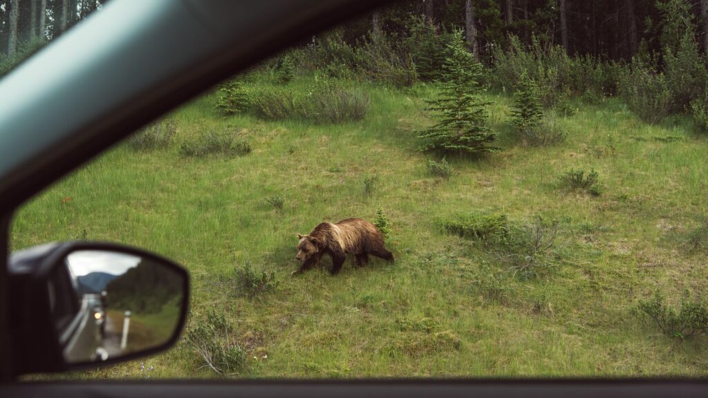 Seeing a Bear out a Car Window