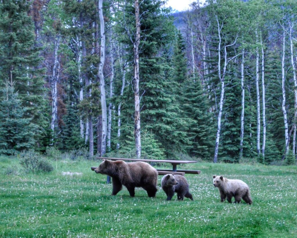 Grizzly bears in Jasper National Park, Alberta