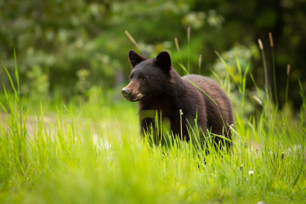 Black Bear in Whistler