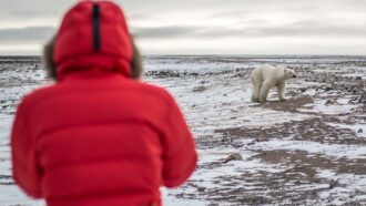 Person watching a polar bear