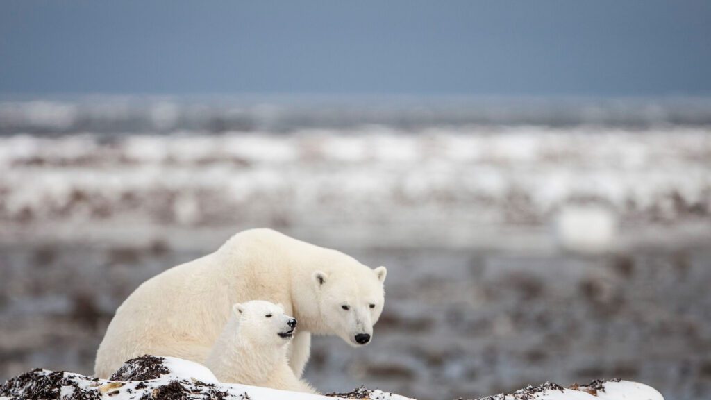 Two polar bears in the snow