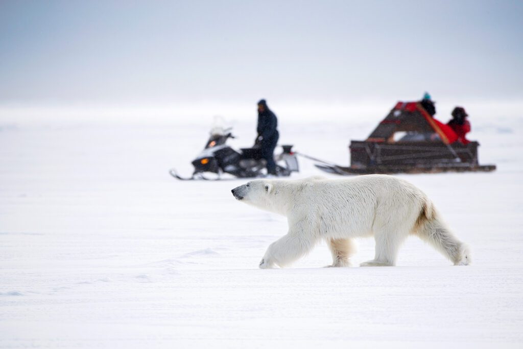 Polar bear walking past people on a snow mobile in a snowy landsscape