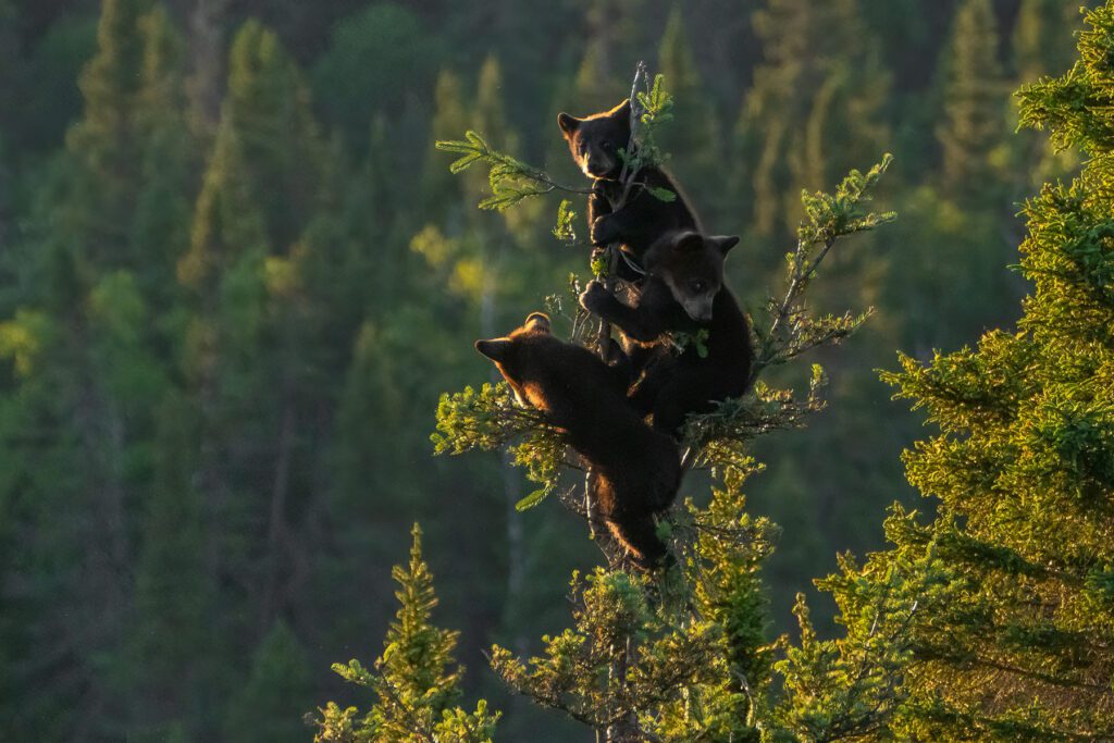 Black bears in a tree