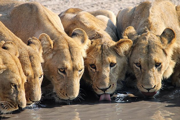 A group of lions drinking water from a river