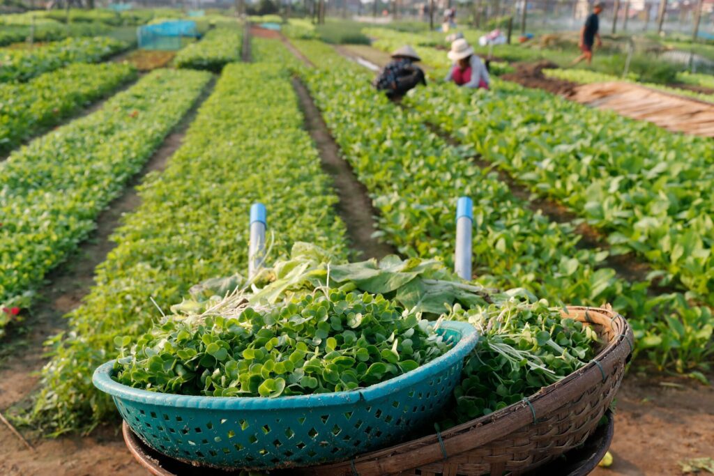 Fresh green herbs in basket with vegetable vietnamese farm in the background