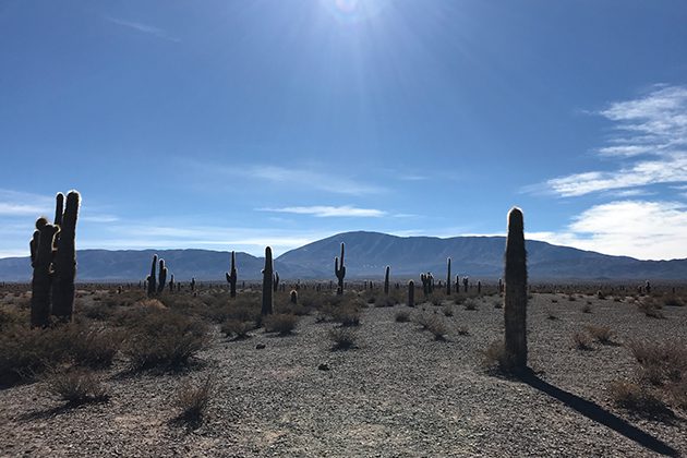 The sun shines on a desert landscape with cacti