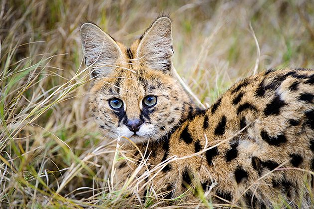 A close up of a cat in a field of grass