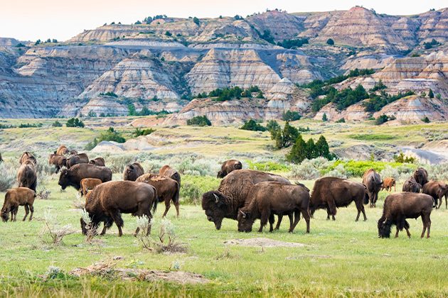 A herd of buffalo grazing on a lush green field