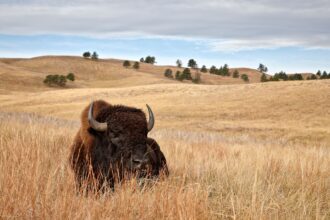 Resting bison