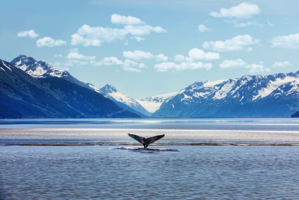 Humpback Whale Tail With Icy Mountains Backdrop