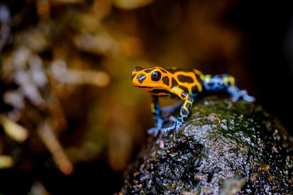 Mimic poison frog