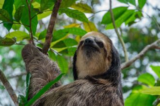 Sloth
