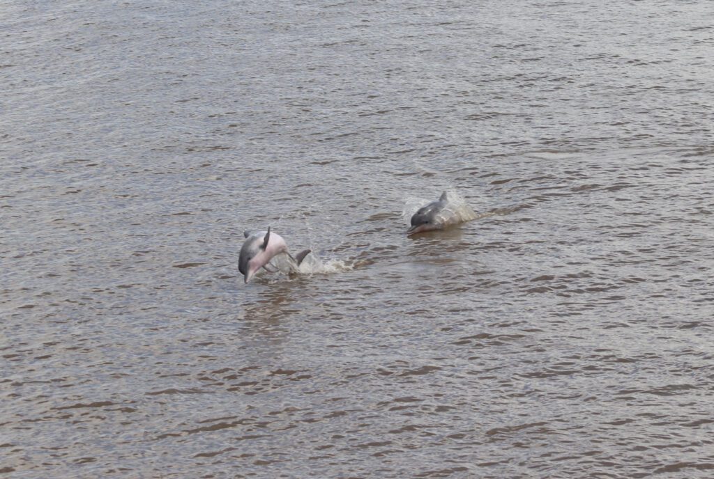 Pink River Dolphins