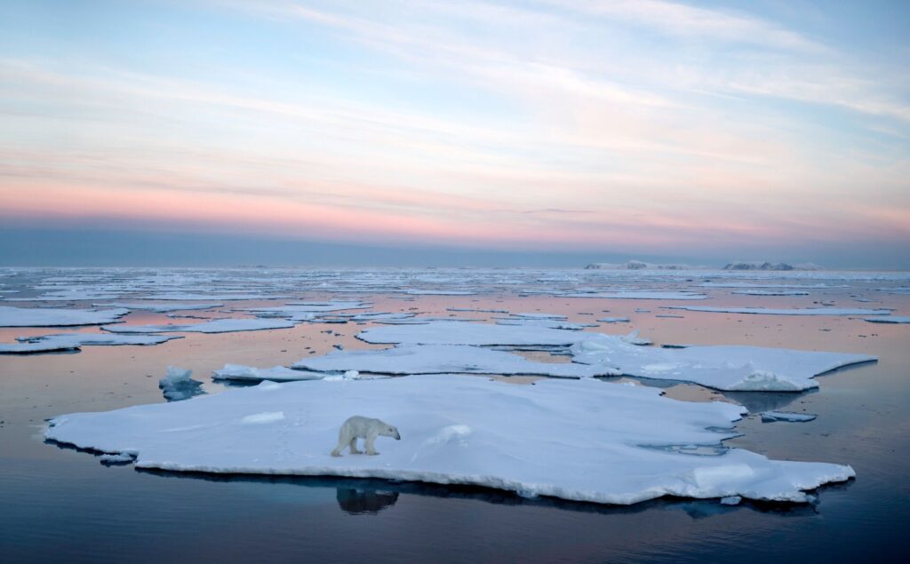 Polar Bear on Ice