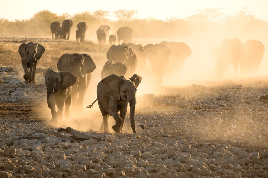 Etosha National Park - Elephants at Okaukuejo Water hole at sunset with yellow dust
