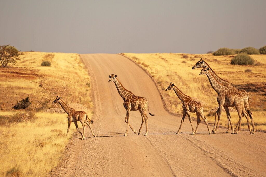 Etosha National Park - Group of Giraffes Walking on the gravel road