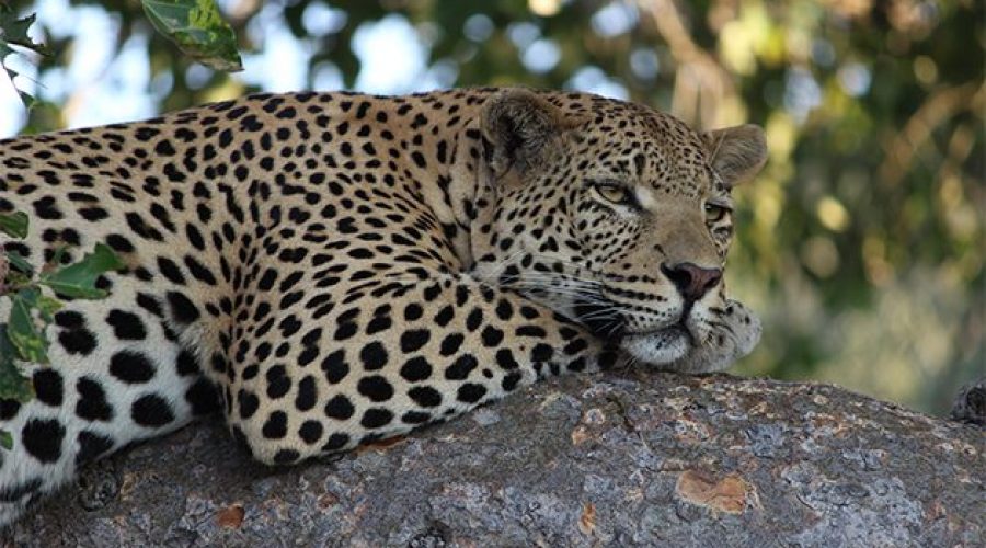 Leopards-(1)