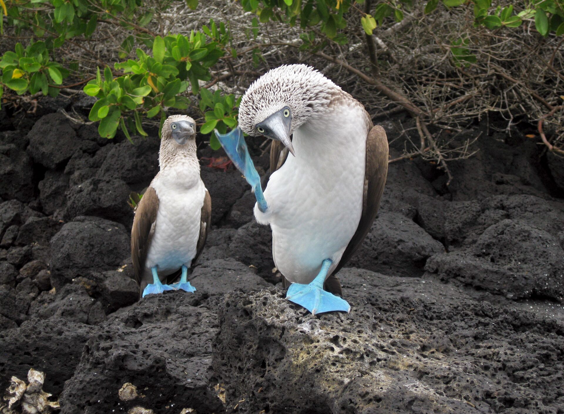  Dancing Blue footed Boobies