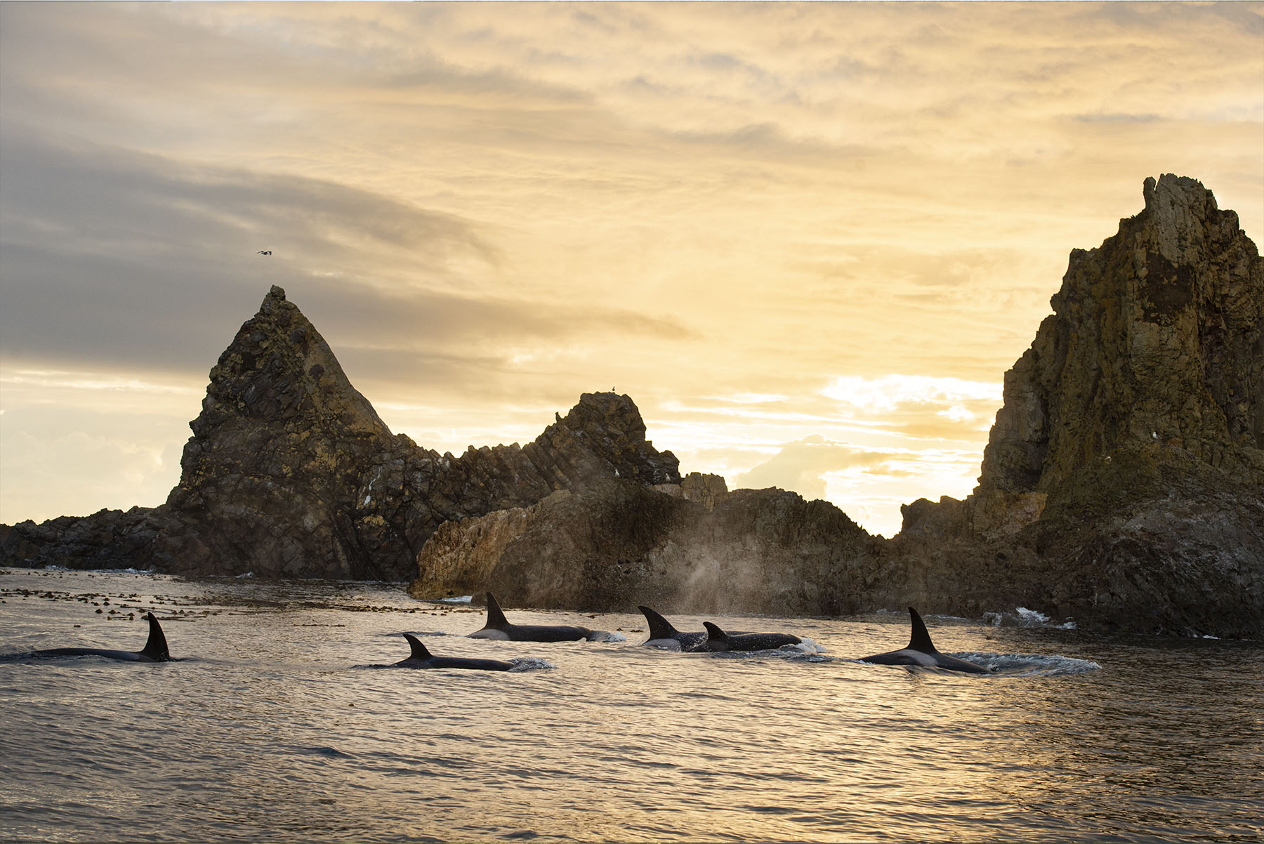 group of sea mammals along the coast