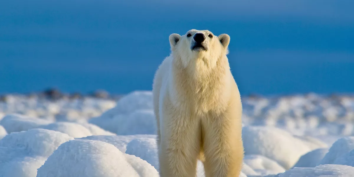 Canada Manitoba Churchill Wild 19. Polar Bear Sniffing Courtesy Of Churchill Wild, Photocredit Dennis Fast