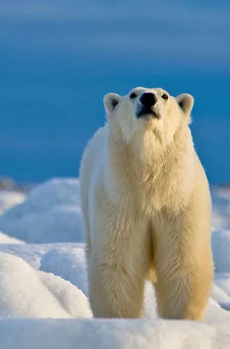 Canada Manitoba Churchill Wild 19. Polar Bear Sniffing Courtesy Of Churchill Wild, Photocredit Dennis Fast