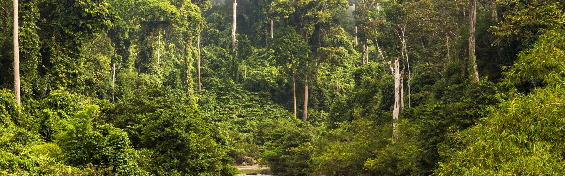 Mist And River Through Tropical Rainforest