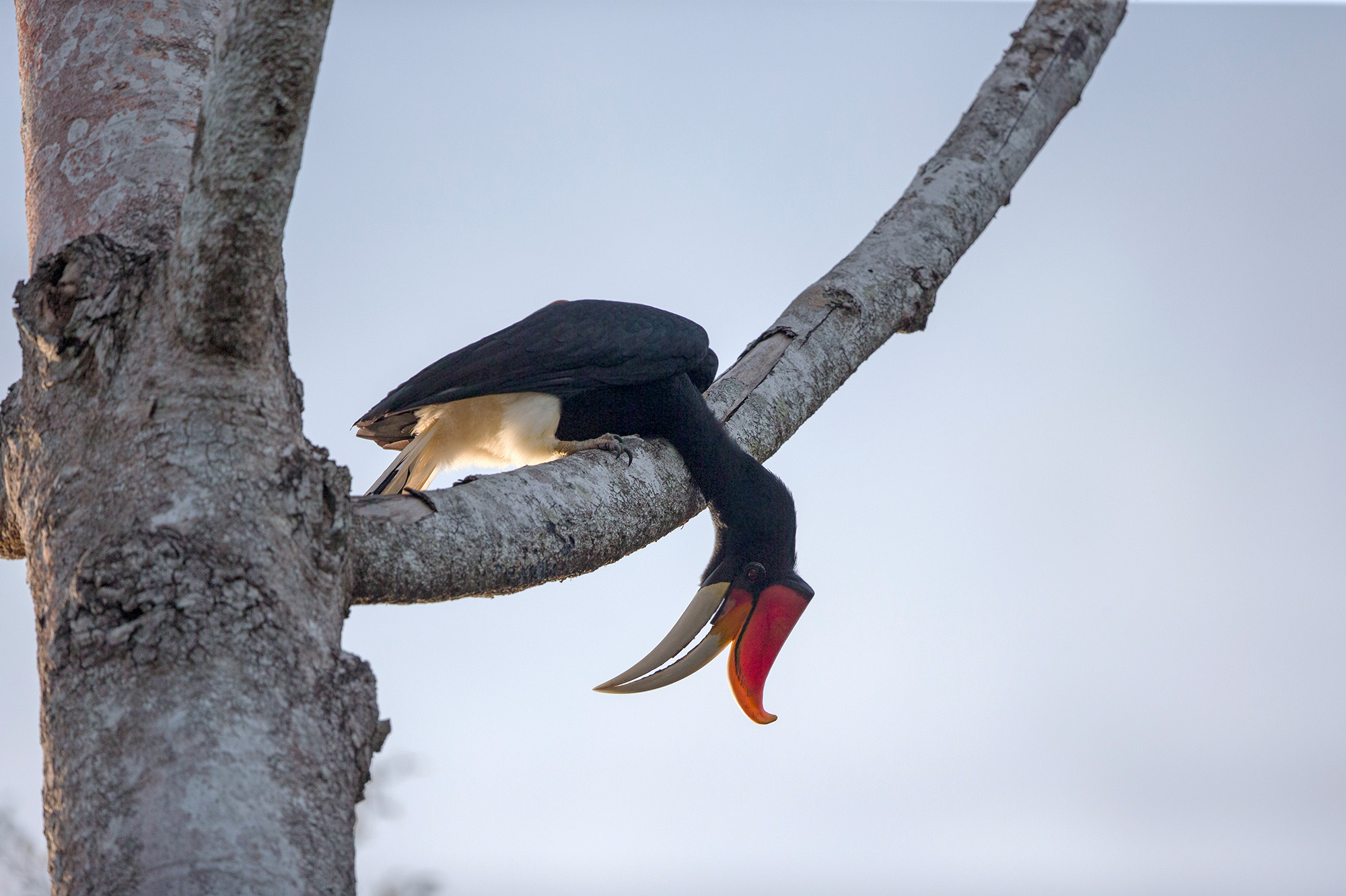 Rhinoceros Hornbill bird