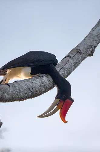 Rhinoceros Hornbill bird