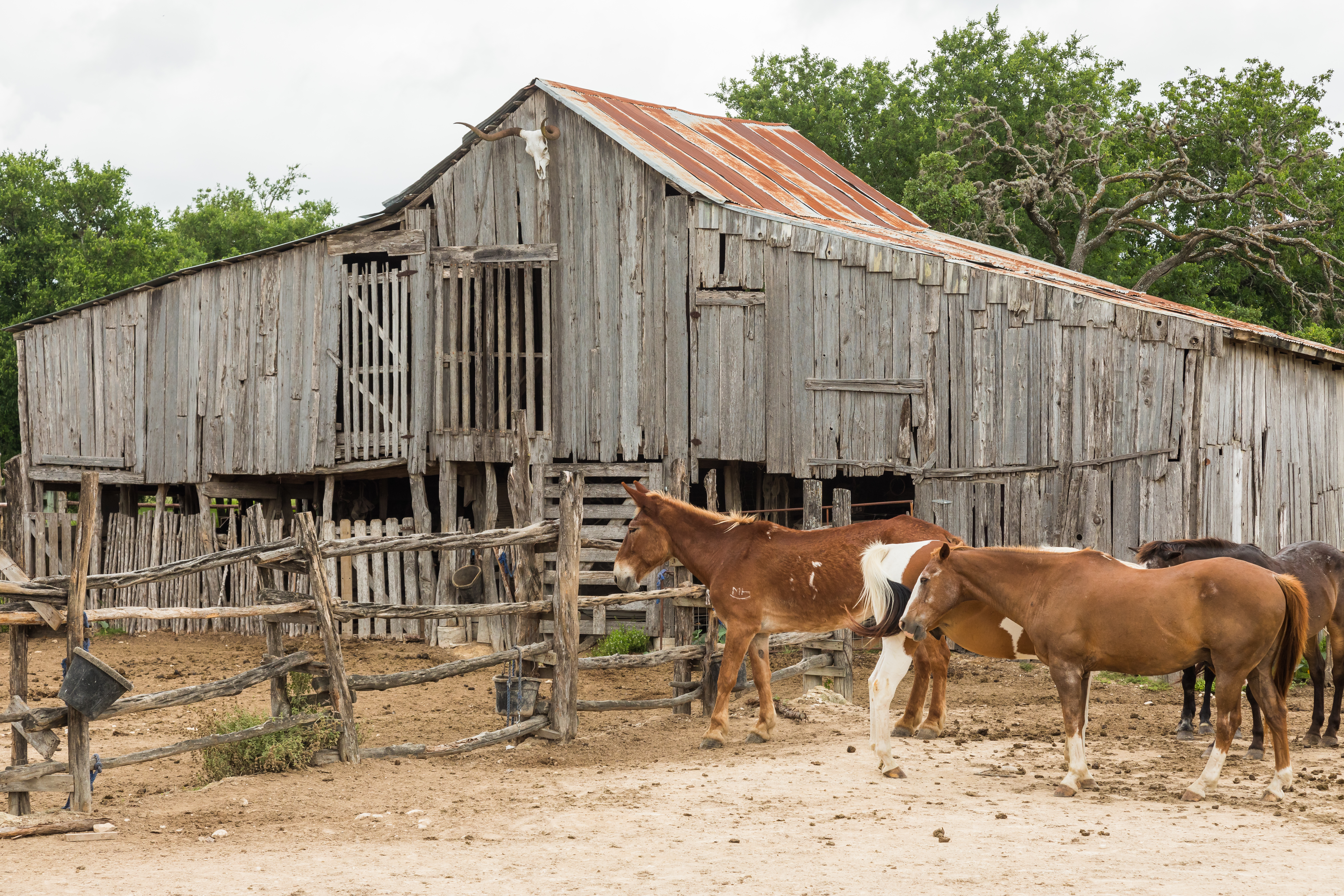 Texas Dixie Dude Ranch 3